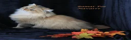 British gatti in vendita: Bamar Poe cattery  - Annuncio 15
