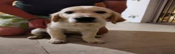 Golden Retriever cani in vendita: Femmina e maschio Golden retriever  - Annuncio 3