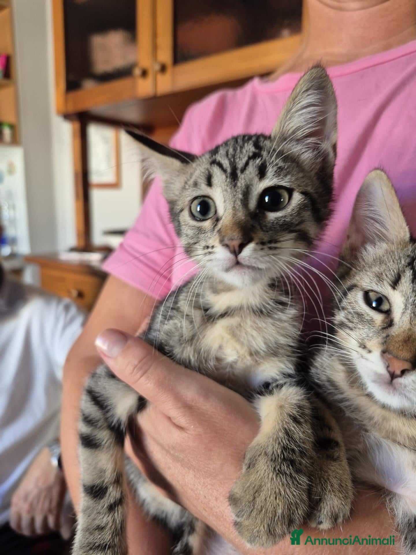 Meticcio gatti 2 gattini cercano casa a Giulianova (TE) dintorni - Annuncio 2