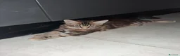 Maine Coon gatti in vendita: Maine Coon con Pedigree - Annuncio 9