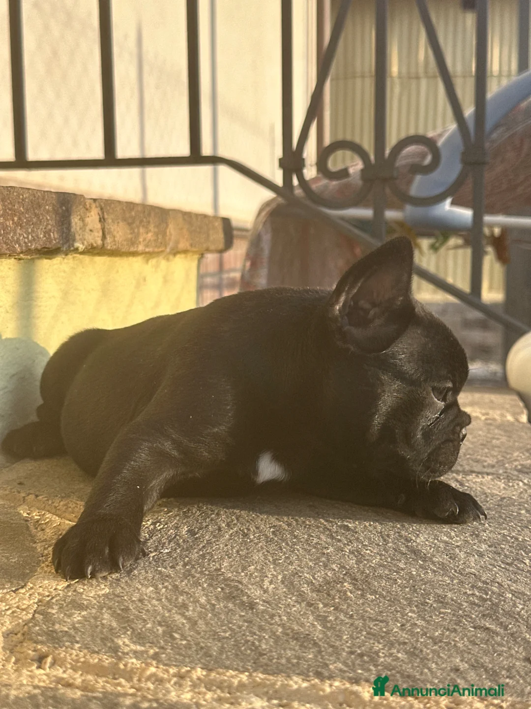 Bulldog Francese cani in vendita: bulldog francese nero tigrato  - Annuncio 30