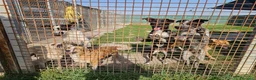 Meticcio cani in regalo: Lea: dolcissima e socievole con tutti  - Annuncio 8
