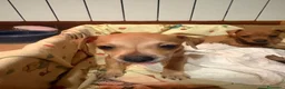 Pinscher Tedesco cani in vendita: Cuccioli di pincher a Città metropolitana di Messina - Annuncio 9
