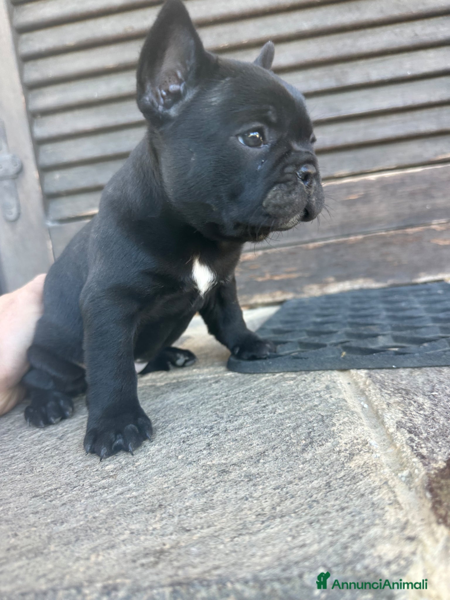 Bulldog Francese cani bulldog francese nero tigrato  - Annuncio 4