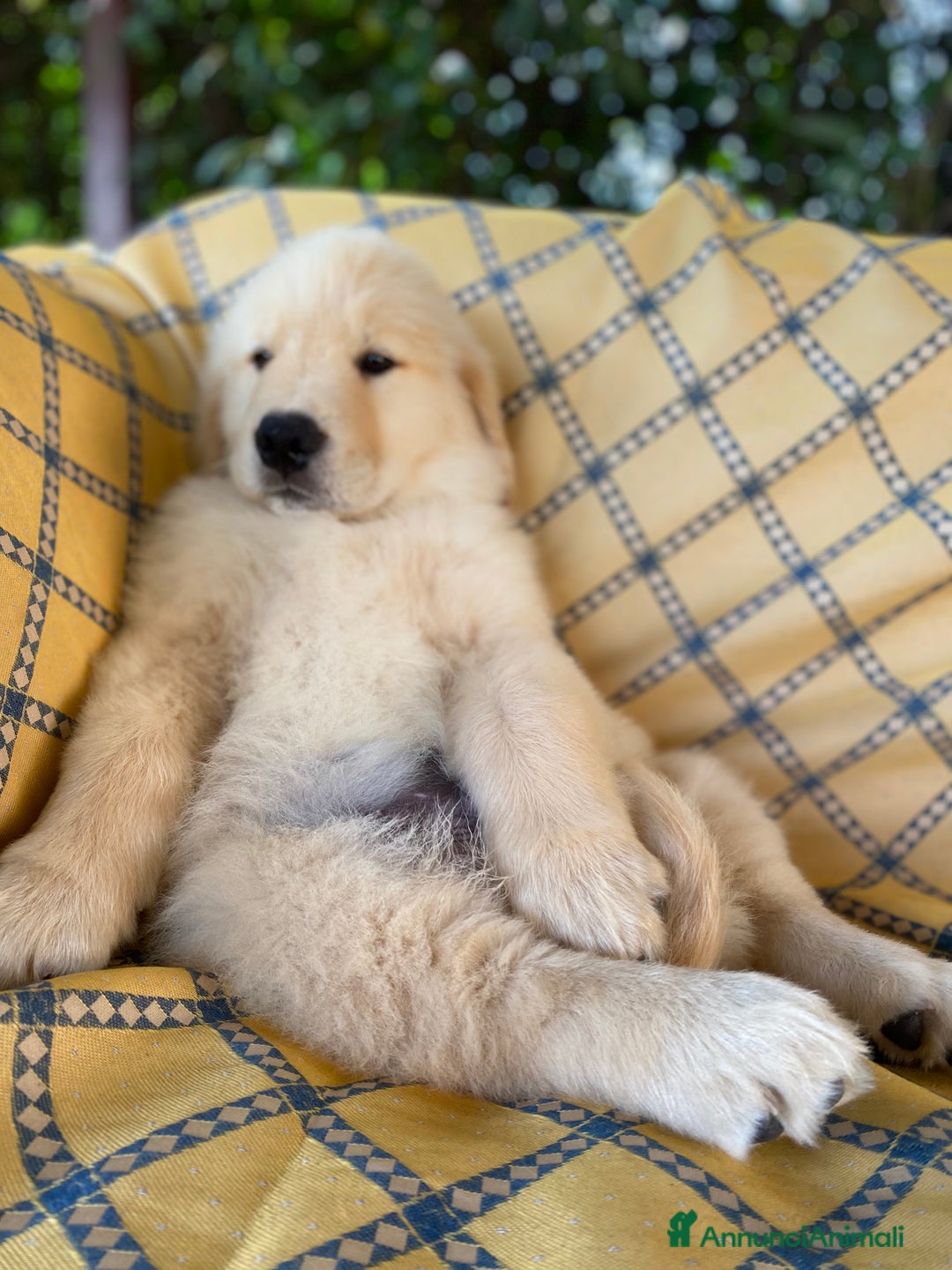 Golden Retriever cani in vendita: cuccioli golden americano 100% - Annuncio 5
