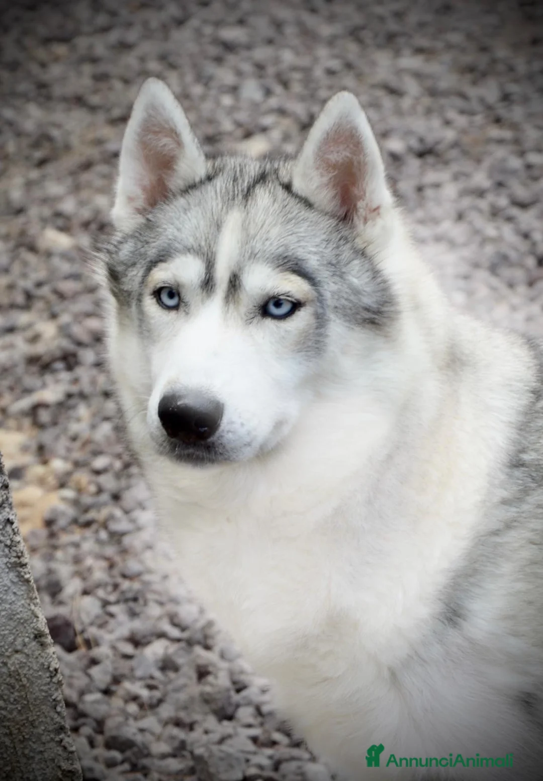 Husky cani in vendita: Cucciolo Siberian husky linea russa pedigree Enci  a Città metropolitana di Roma Capitale - Annuncio 7