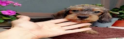 Bassotto cani in vendita: Bassotto pelo duro nano con pedigree  - Annuncio 8
