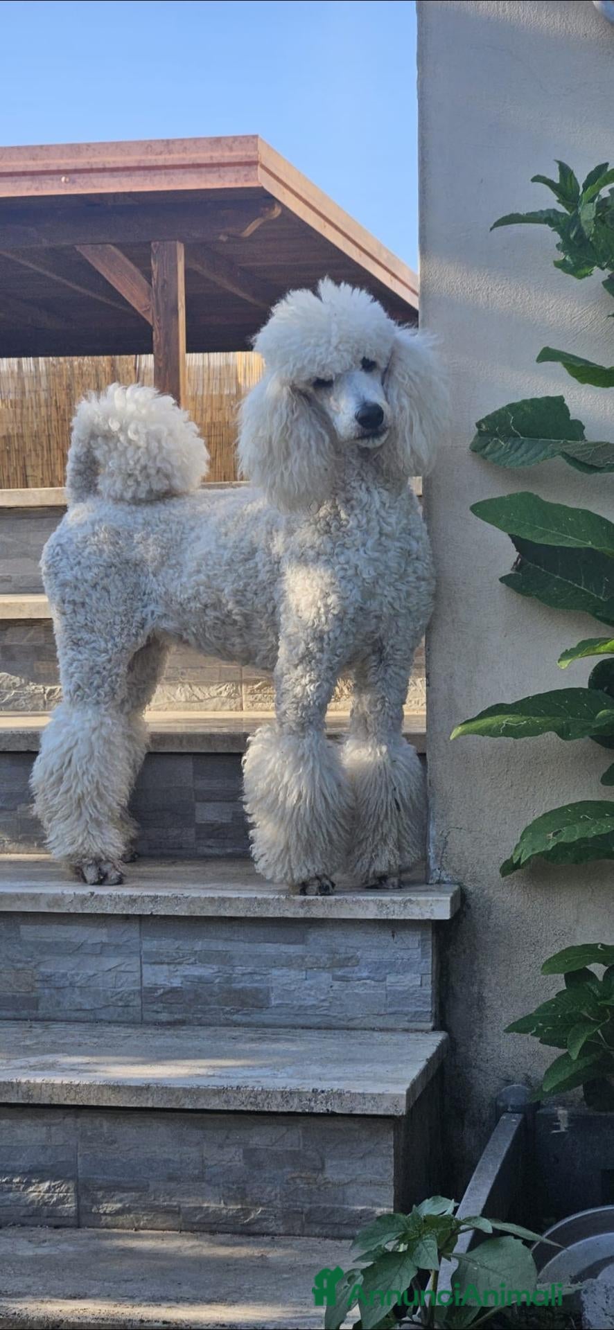 Barbone cani Cuccioli di Barbone Grande Mole  - Annuncio 1