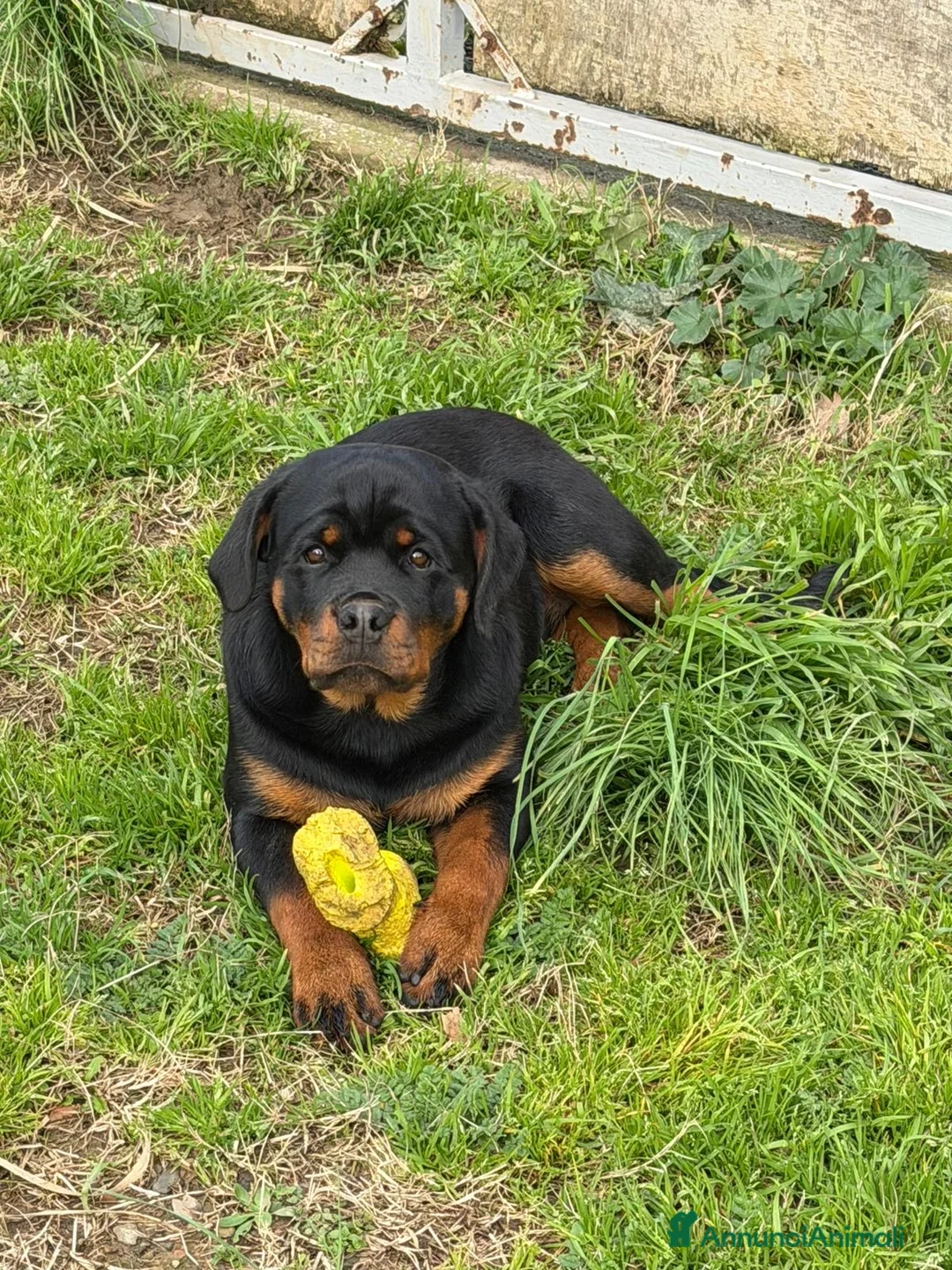 Rottweiler cani in vendita: Rottweiler - Annuncio 3