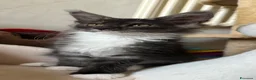 Maine Coon gatti in vendita: Ultima bellisima femina  - Annuncio 3