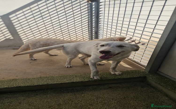 Meticcio cani Chiara: 1 anno, socievole ed equilibrata - Annuncio 4