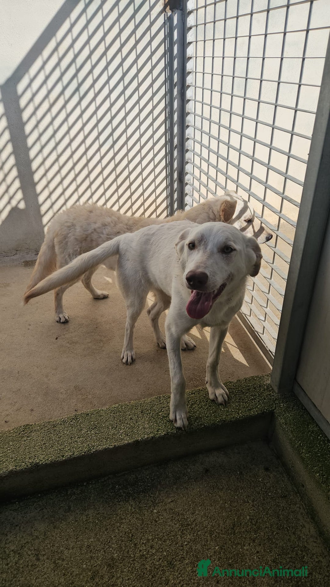 Meticcio cani in regalo: Chiara: 1 anno, socievole ed equilibrata - Annuncio 2