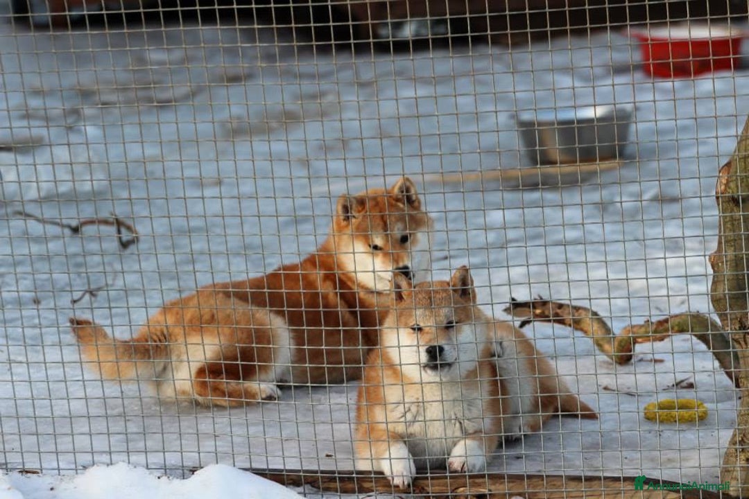 Immagine della galleria {{count}}