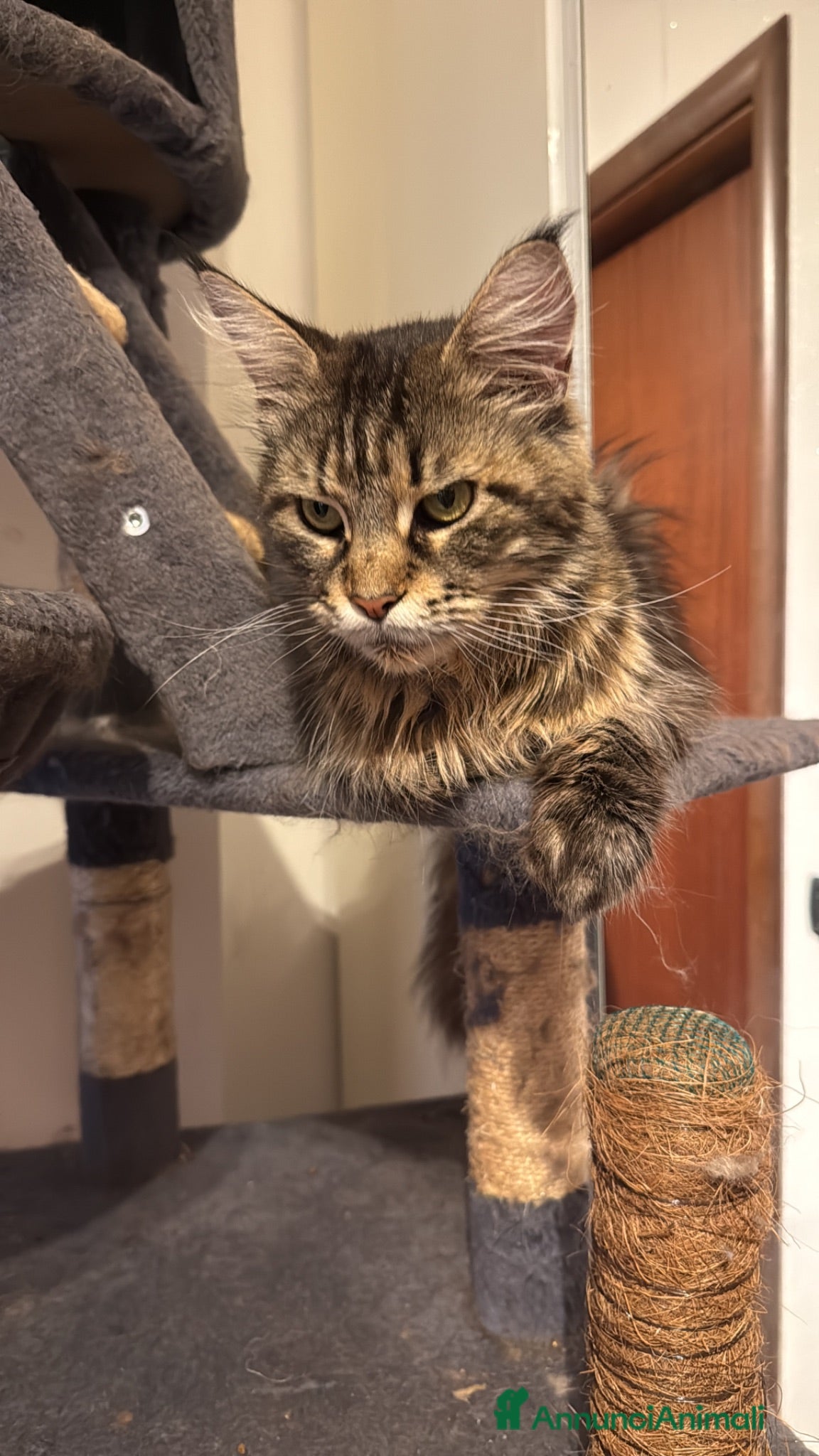 Maine Coon gatti Splendide cucciole di Maine Coon - Annuncio 2