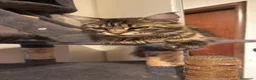 Maine Coon gatti in vendita: Splendide cucciole di Maine Coon - Annuncio 1
