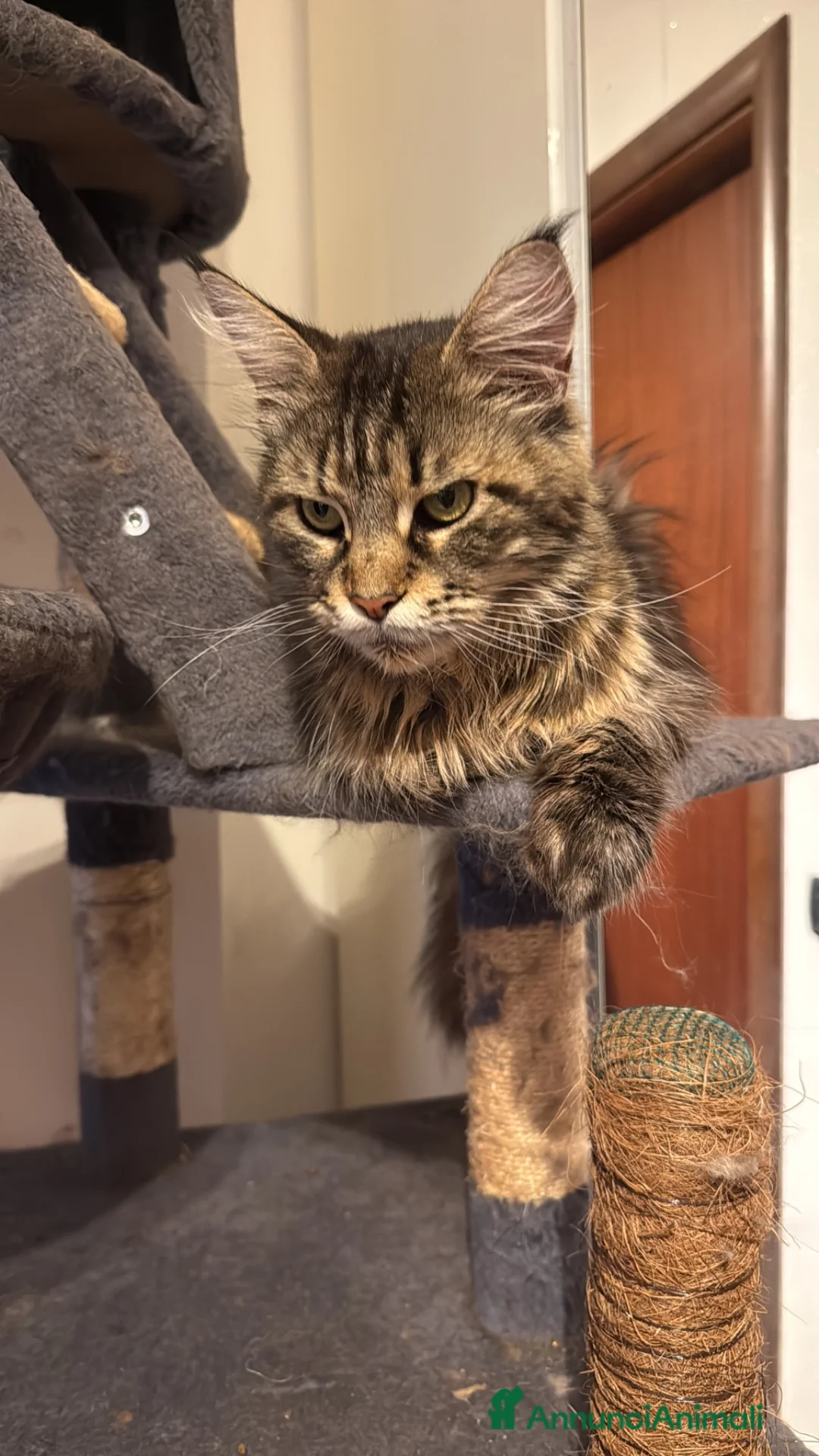 Maine Coon gatti in vendita: Splendide cucciole di Maine Coon - Annuncio 1