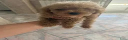 Barboncino Toy cani in vendita: Barboncino toy - Annuncio 2