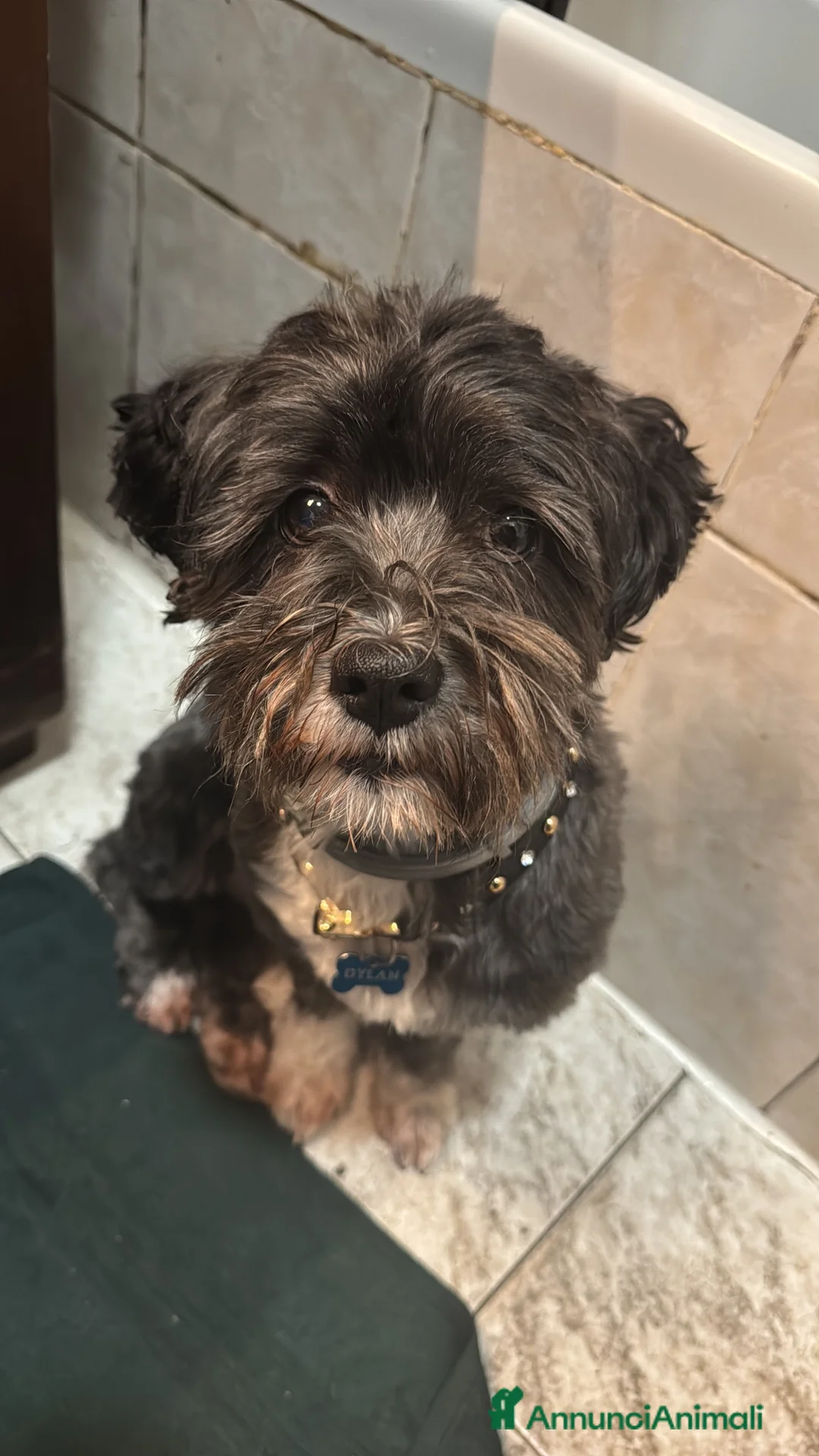 Bichon cani per accoppiamento: Dylan - Annuncio 1