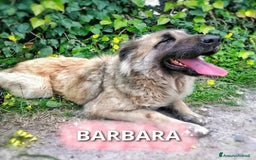 Meticcio cani in regalo: BARBARA 🩷 - meravigliosa cagnolina che sorride a Provincia della Spezia - Immagine 6