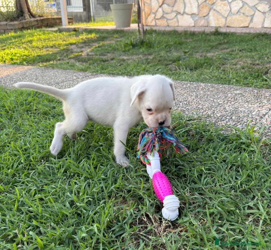 Boxer cani in vendita: Boxer - Annuncio 3