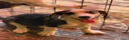 Meticcio cani in regalo: FRODO, affettuoso cucciolo TG PICCOLA vi aspetta! - Annuncio 8