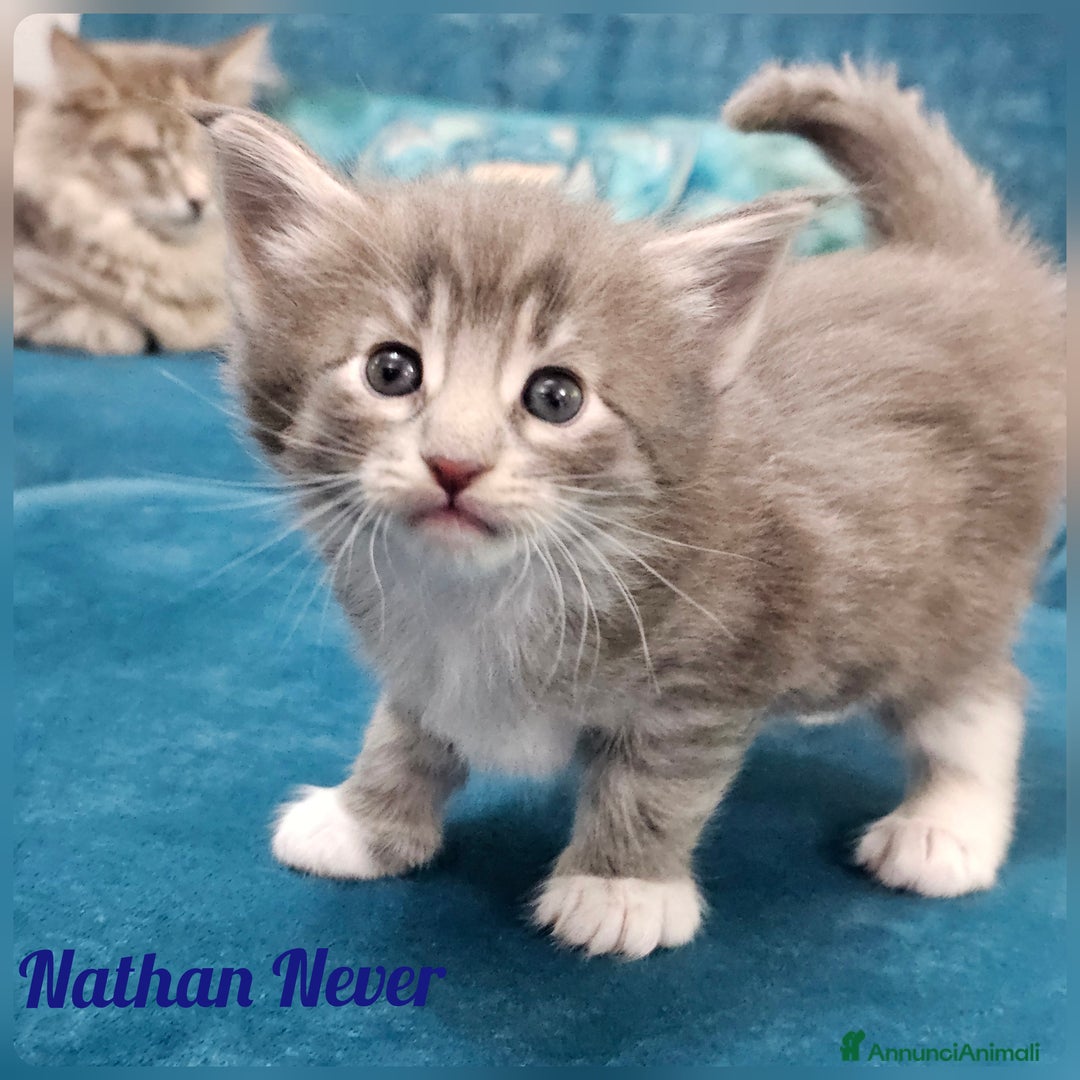 Norvegese gatti in vendita: Cuccioli di Norvegese delle Foreste - Annuncio 7