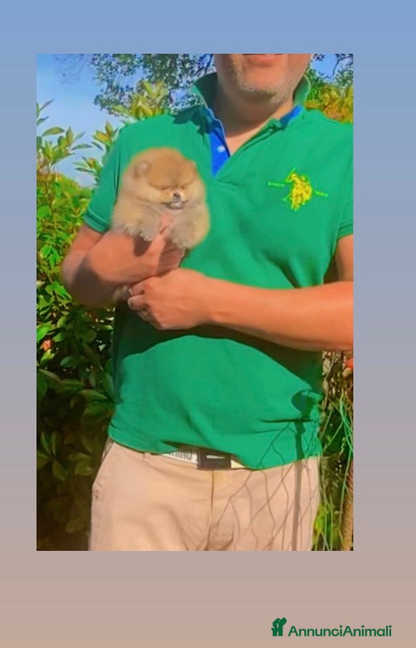 Volpino Pomerania cani Eccezionale cucciolo di Pomerania - Annuncio 1