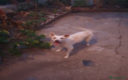 Meticcio cani in regalo: ALICE  a Città Metropolitana di Torino - Immagine 3