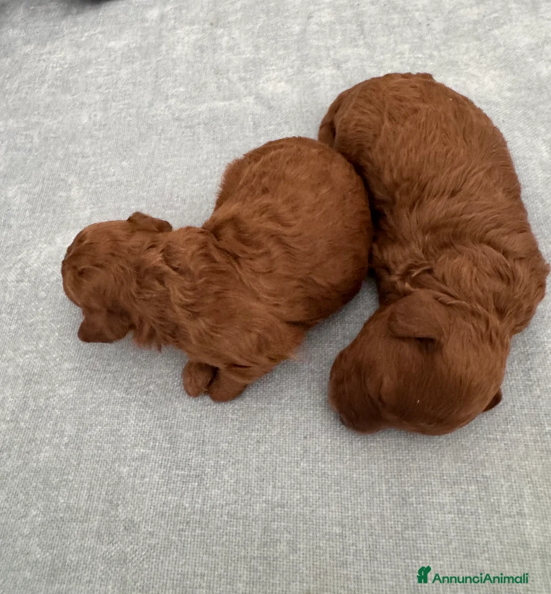 Barboncino Toy cani in vendita: Barboncini Toy red Abruzzo - Annuncio 8