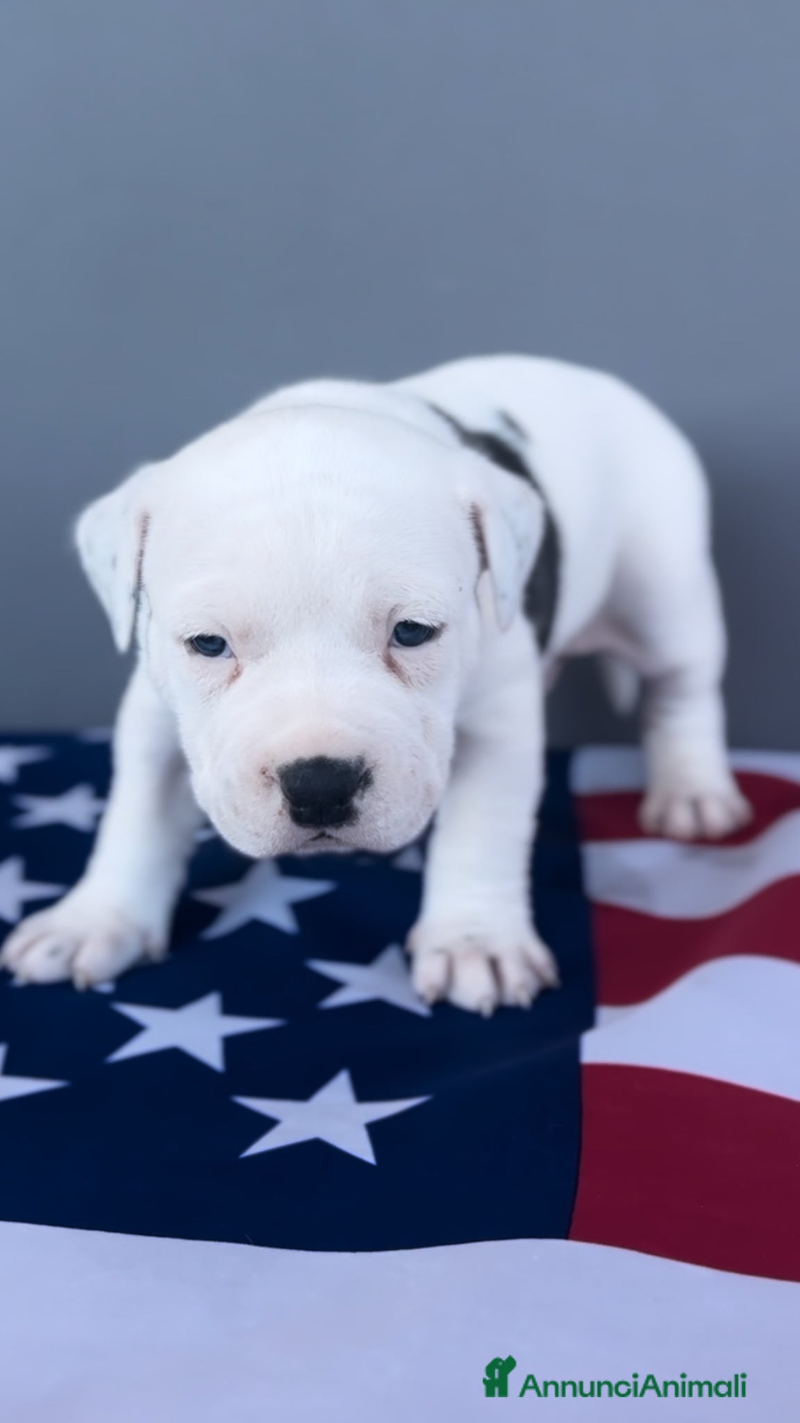 American Staffordshire cani Amstaff cuccioli blu - Annuncio 1