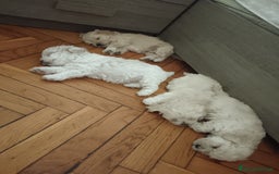 Maltese cani in vendita: Cuccioli maltipoo a Città Metropolitana di Torino - Immagine 1