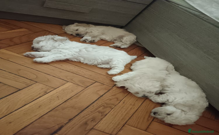 Maltese cani a Città Metropolitana di Torino - Annuncio 7