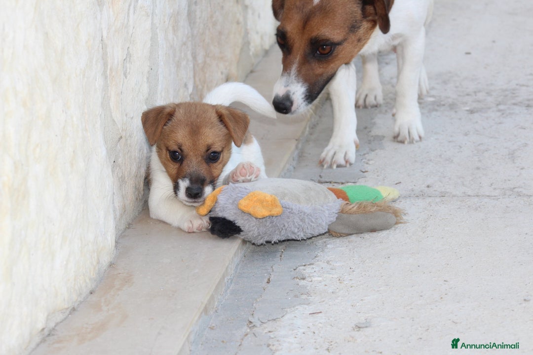 Jack Russell cani in vendita: JACK RUSSELL TERRIER a Provincia di Foggia - Immagine 5