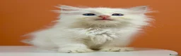 Ragdoll gatti in vendita: cuccioli ragdoll disponibili - Annuncio 7