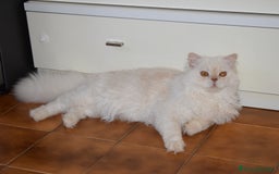 Scottish gatti per accoppiamento: Accoppiamento a Provincia di Reggio Emilia - Immagine 4
