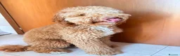 Barboncino cani in vendita: barboncino 10 mesi - Annuncio 4