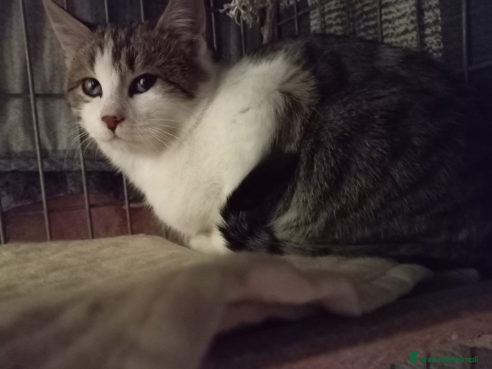 Europeo gatti gatto tre mesi maschio🖤 - Annuncio 11