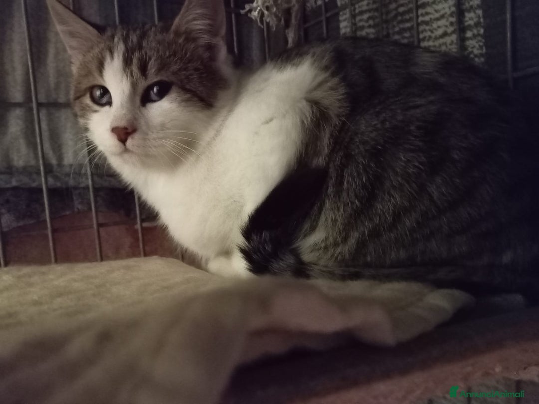 Europeo gatti in regalo: gatto tre mesi maschio🖤 - Annuncio 1