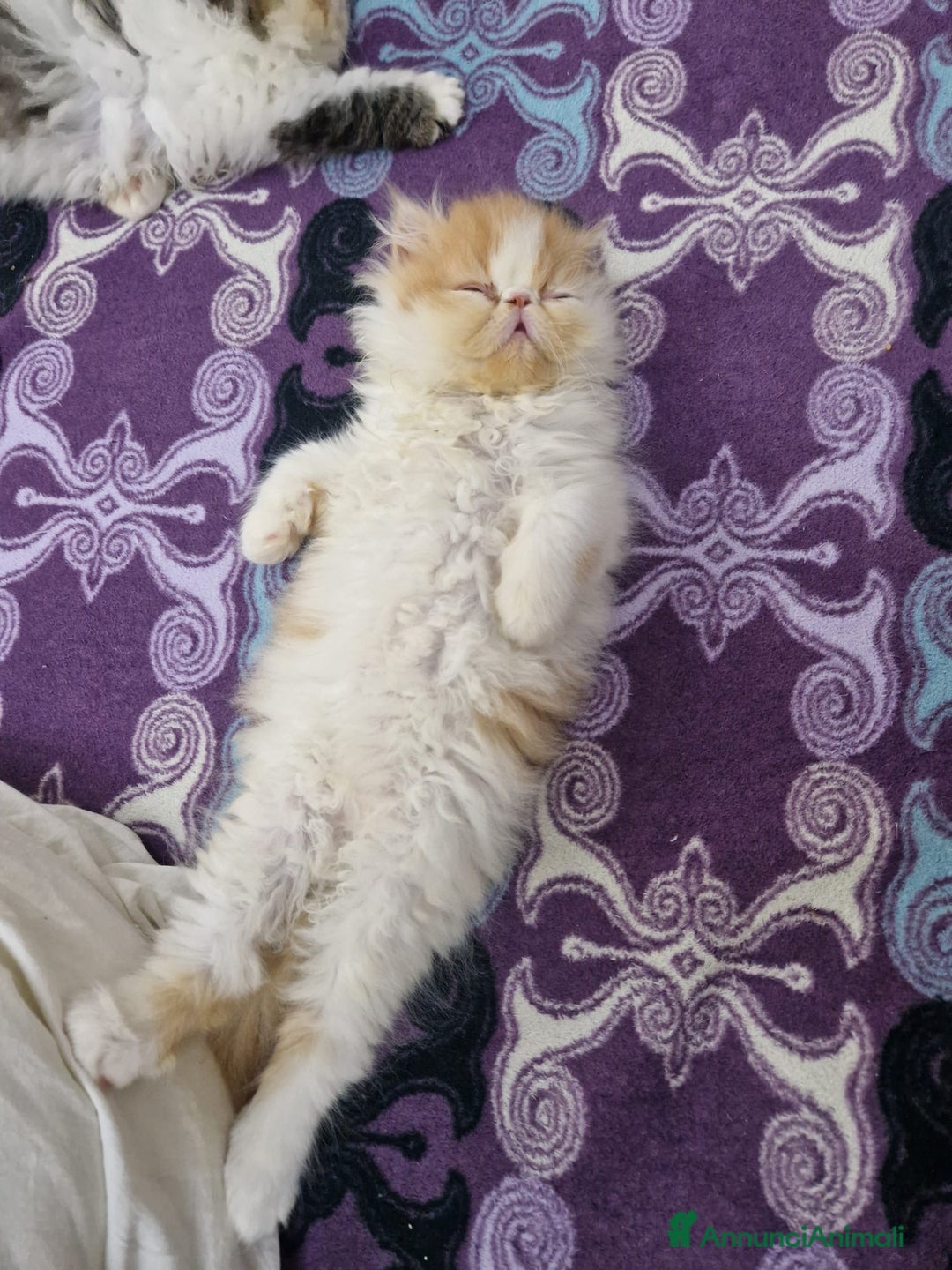 Persiano gatti in vendita: Gattino persiano ipertipico  - Annuncio 4