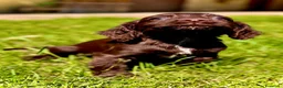 Cocker cani in vendita: COCKER SPANIEL INGLESE - Annuncio 5