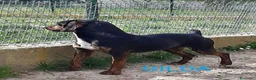 Segugio cani in regalo: GILDA buona con tutti i cani! a Città Metropolitana di Torino - Annuncio 4