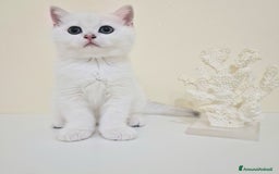 British gatti in vendita: Cuccioli British Shorthair a Villafranca di Verona - Immagine 10