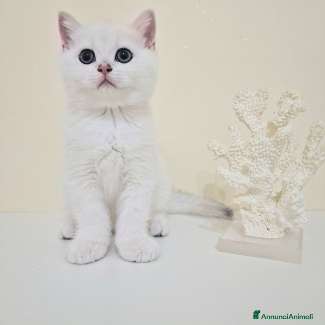 British gatti in vendita: Cuccioli British Shorthair a Villafranca di Verona - Immagine 10