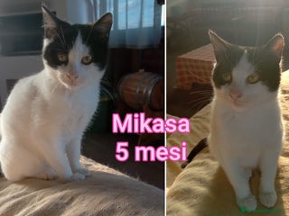 Europeo gatti GATTINI ESCLUSI DA TUTTI - Annuncio 23