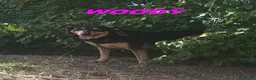 Meticcio cani in regalo: WOODY bella timidina a Città Metropolitana di Torino - Annuncio 2