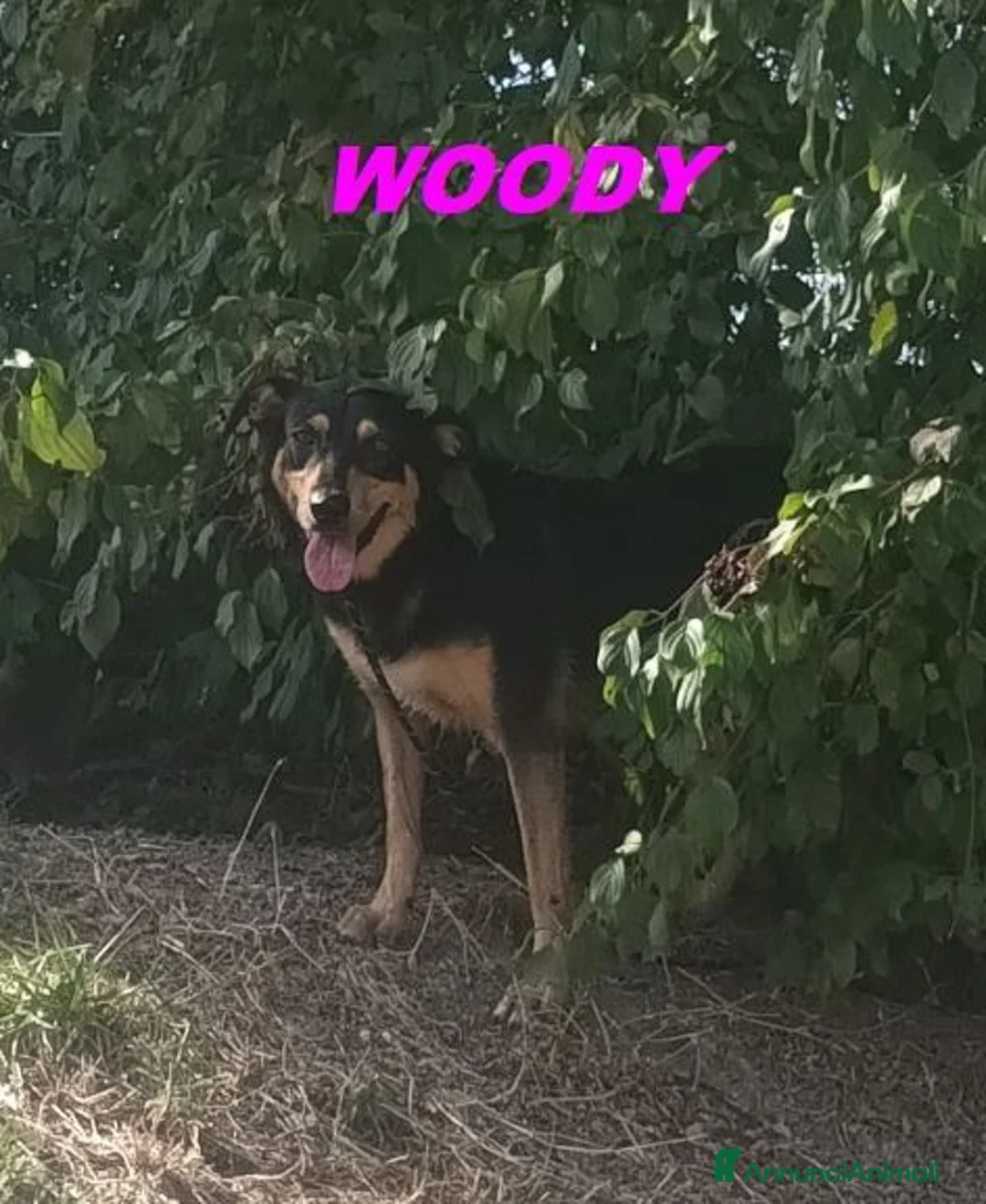 Meticcio cani in regalo: WOODY bella timidina a Città Metropolitana di Torino - Annuncio 2