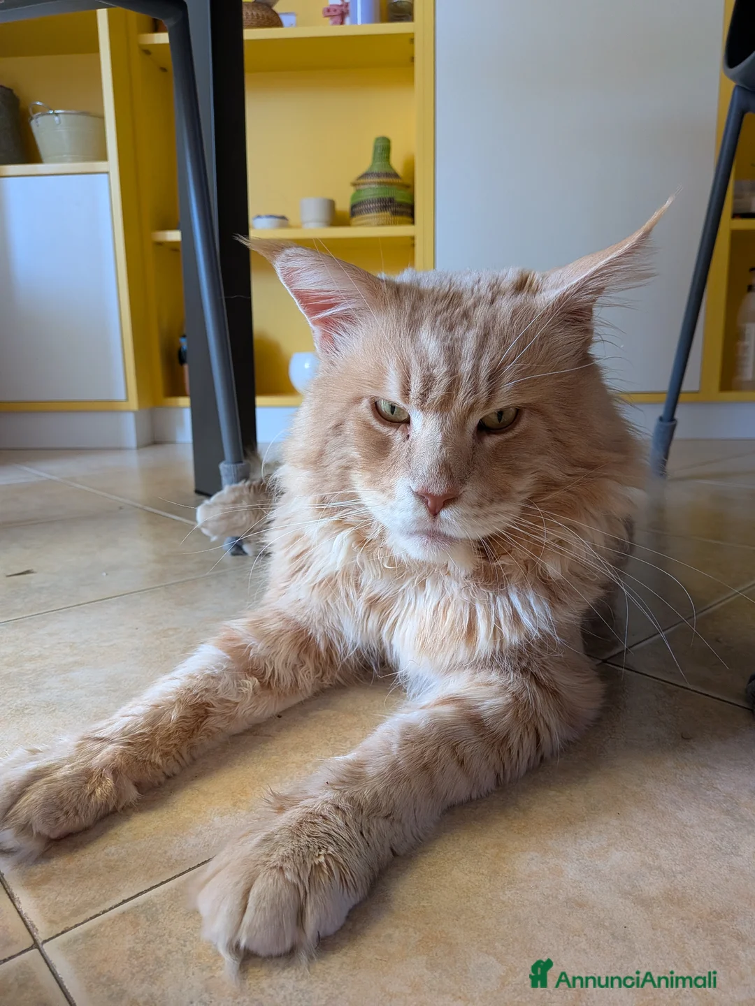 Maine Coon gatti per accoppiamento: Maine Coon per monta - Annuncio 2