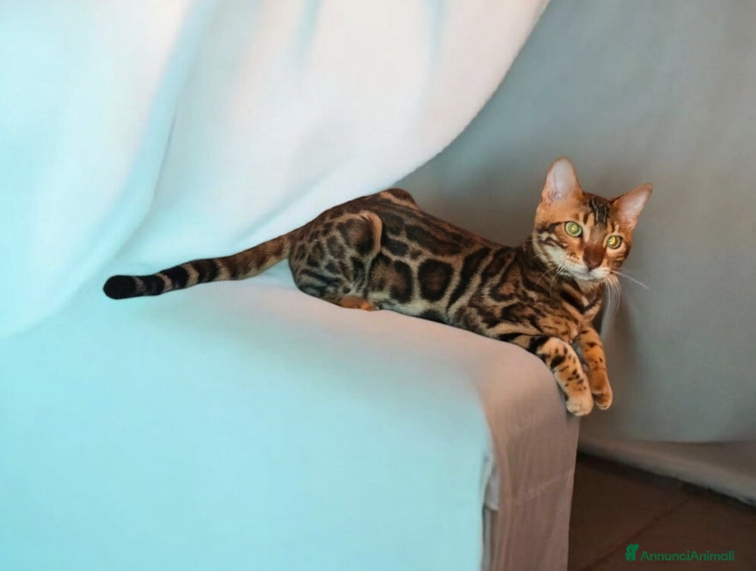 Bengala gatti in vendita: Dolcissimi cuccioli Bengala  - Annuncio 4