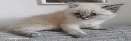 Siberiano gatti in vendita: Cuccioli siberiani  - Annuncio 6