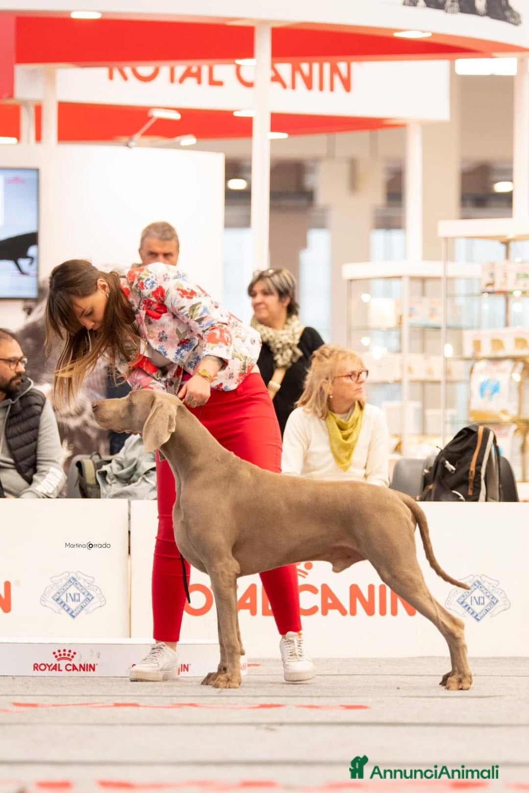 Weimaraner cani in vendita: Ultima femmina di weimaraner con pedigree Enci - Annuncio 12